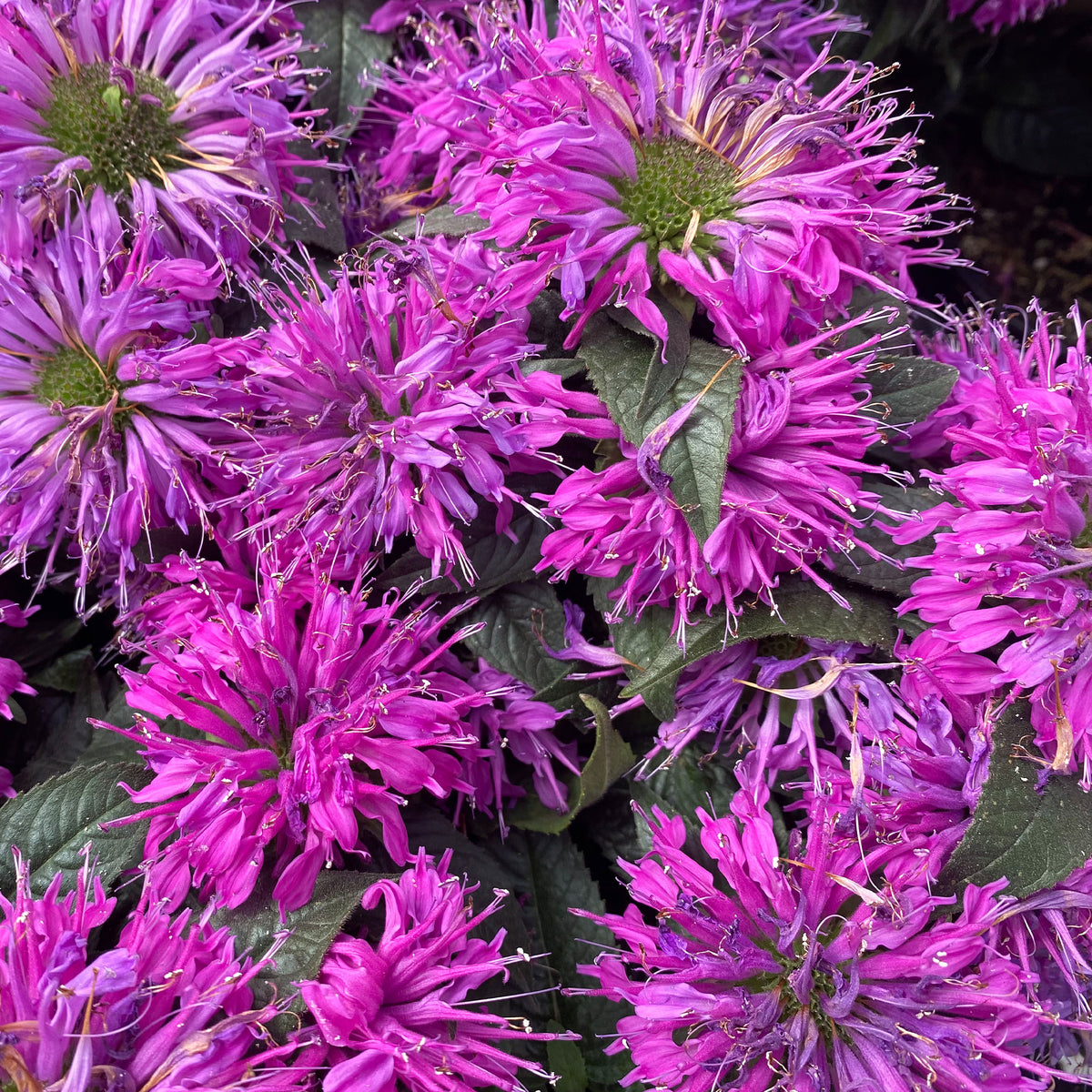 Bergamotplant Purple Lace - Bakker