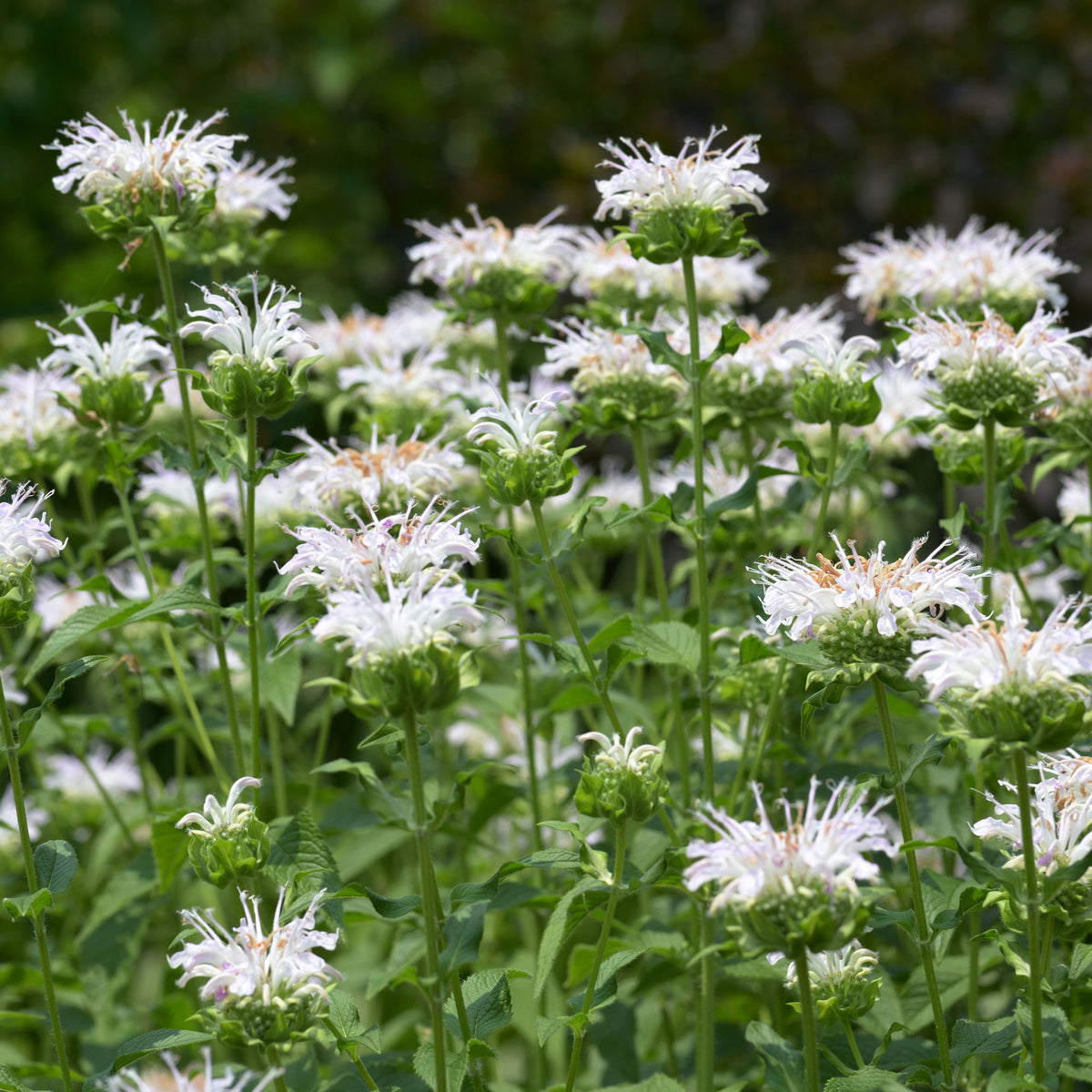 Monarde - Bergamotplant 'Schneewittchen' - Monarda schneewittchen