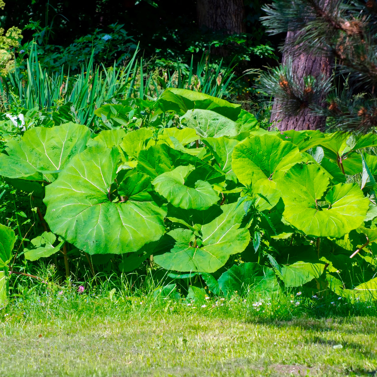 Petasites hybridus - Hoefblad - Vaste planten