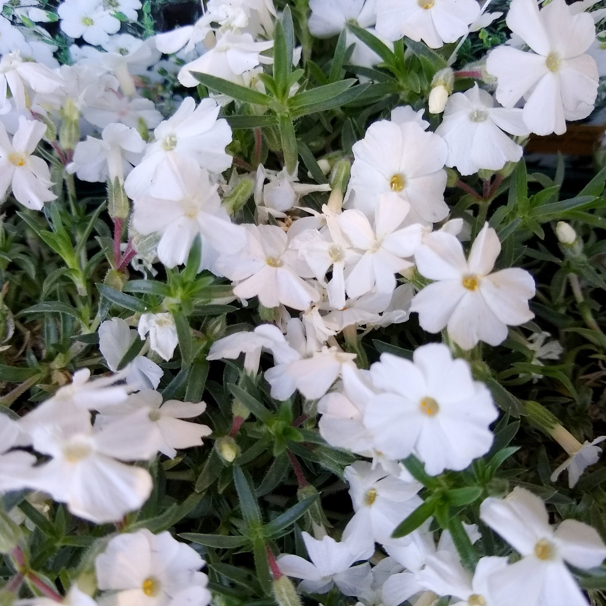 Dwergphlox 'White Admiral' - Bakker