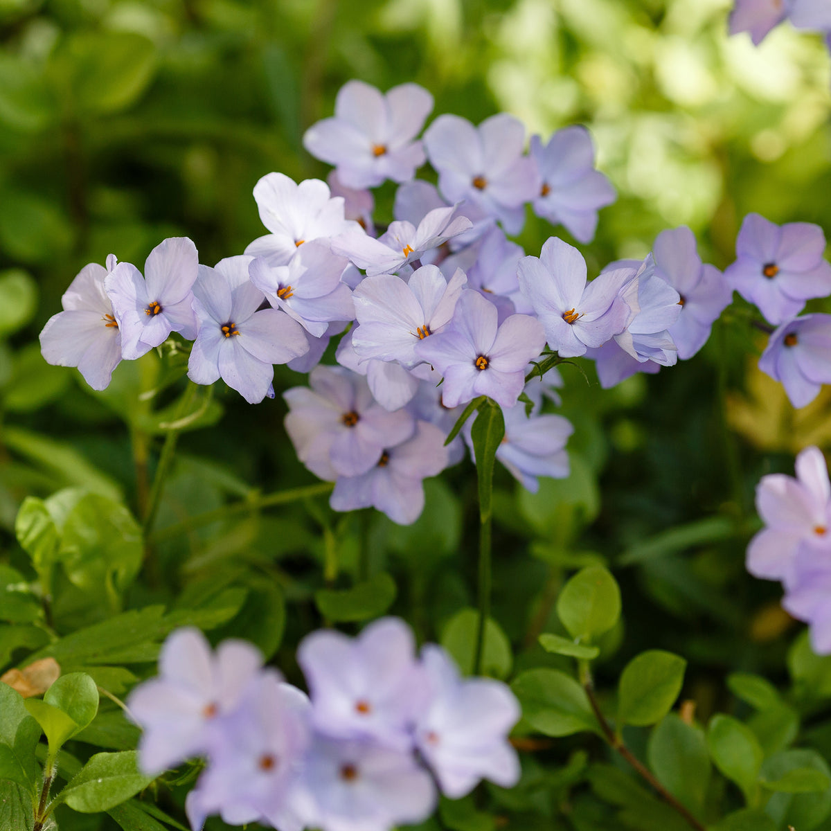 Vlambloem Blue Ridge - Bakker