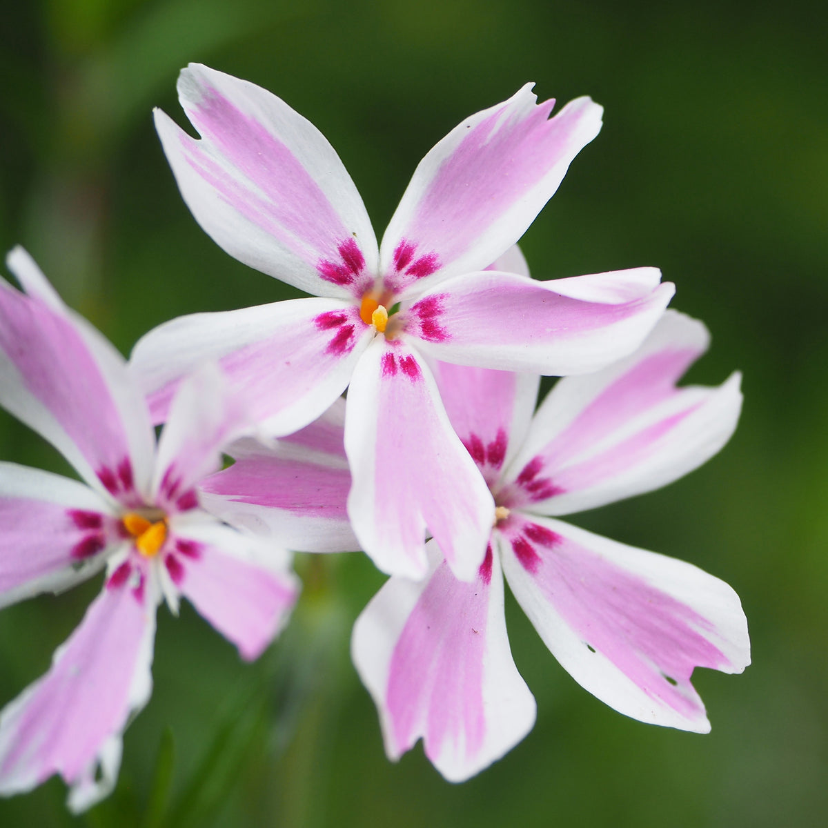 Vlambloem Candy Stripes - Bakker