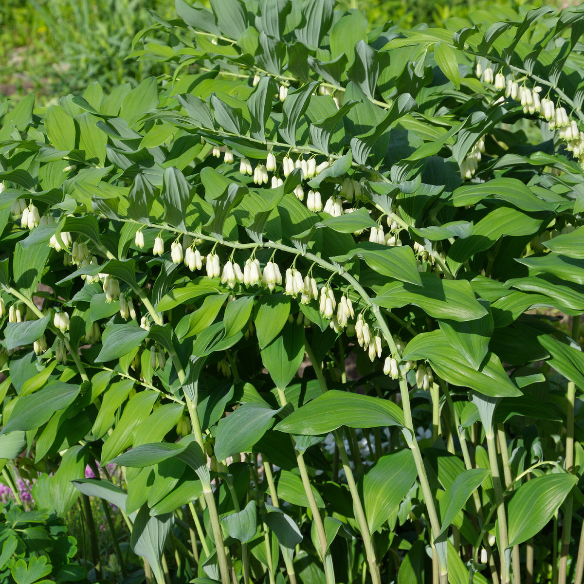 Gewone salomonszegel - Bakker