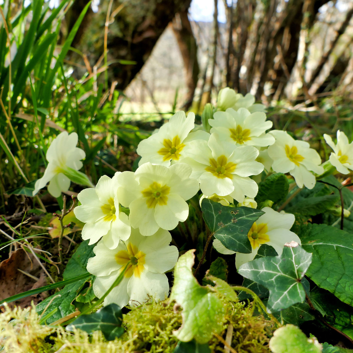 Sleutelbloem - Bakker