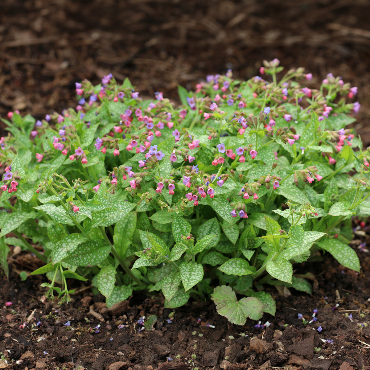 Pulmonaria officinalis - Longkruid officinale - Vaste planten