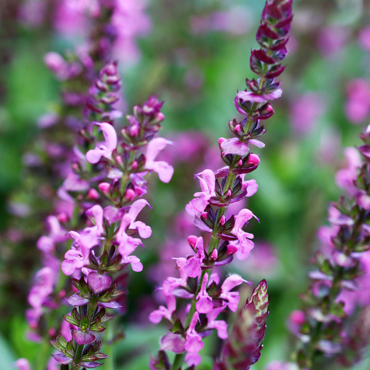 Salvia nemorosa Rose Queen (rosakönigin) - Bossalie 'Rose Queen' - Salie