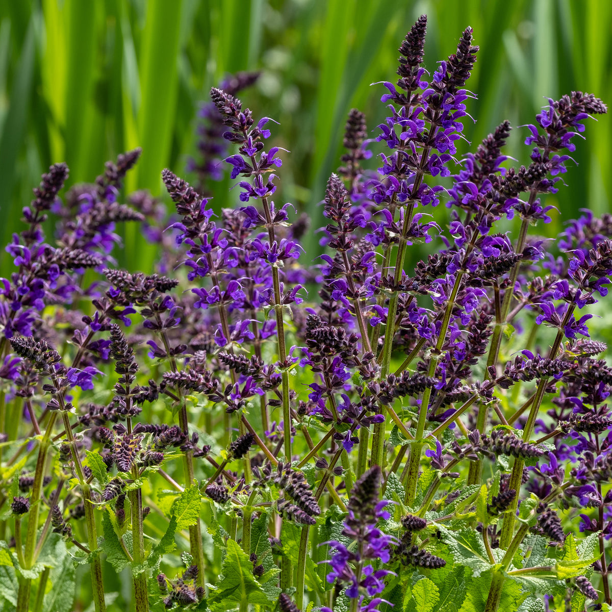 Siersalie Viola Klose - Salvia nemorosa Viola Klose - Bakker