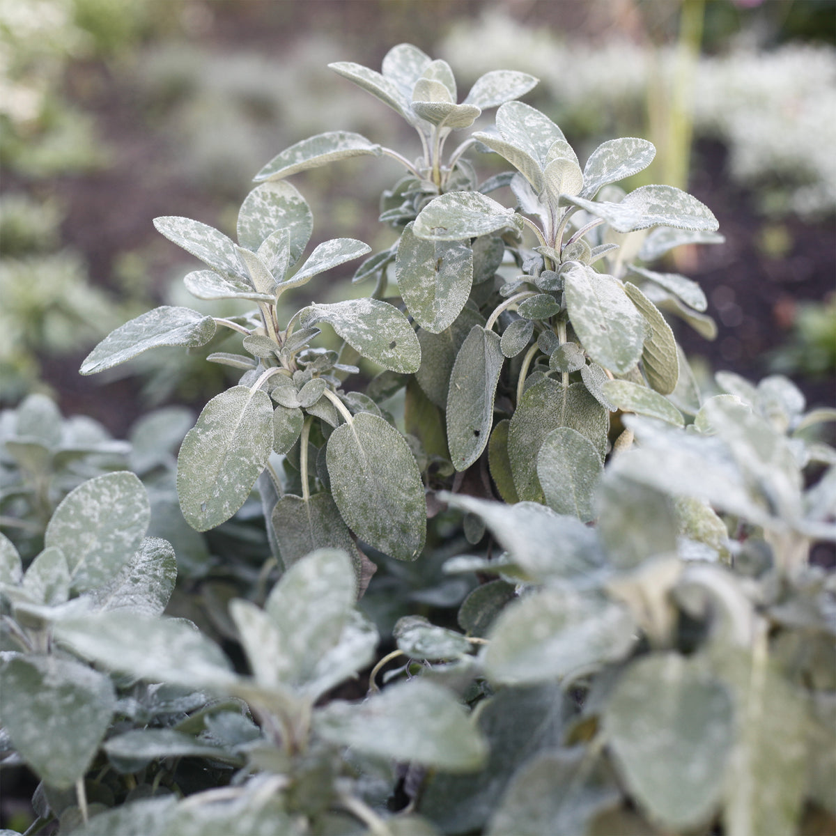 Siersalie officinale Berggarten - Salvia officinalis berggarten - Bakker