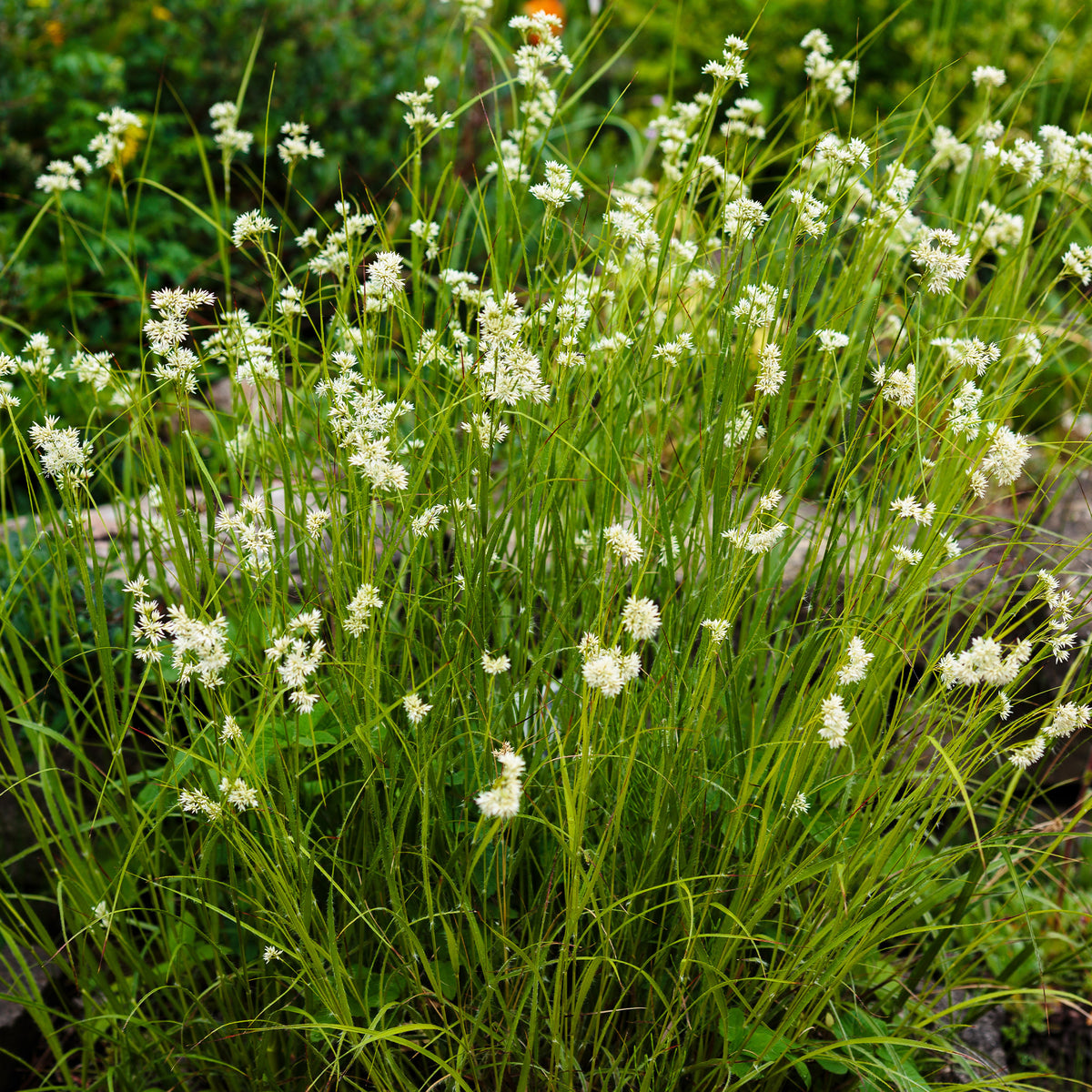 Siergrassen - Veldbies - Luzula nivea