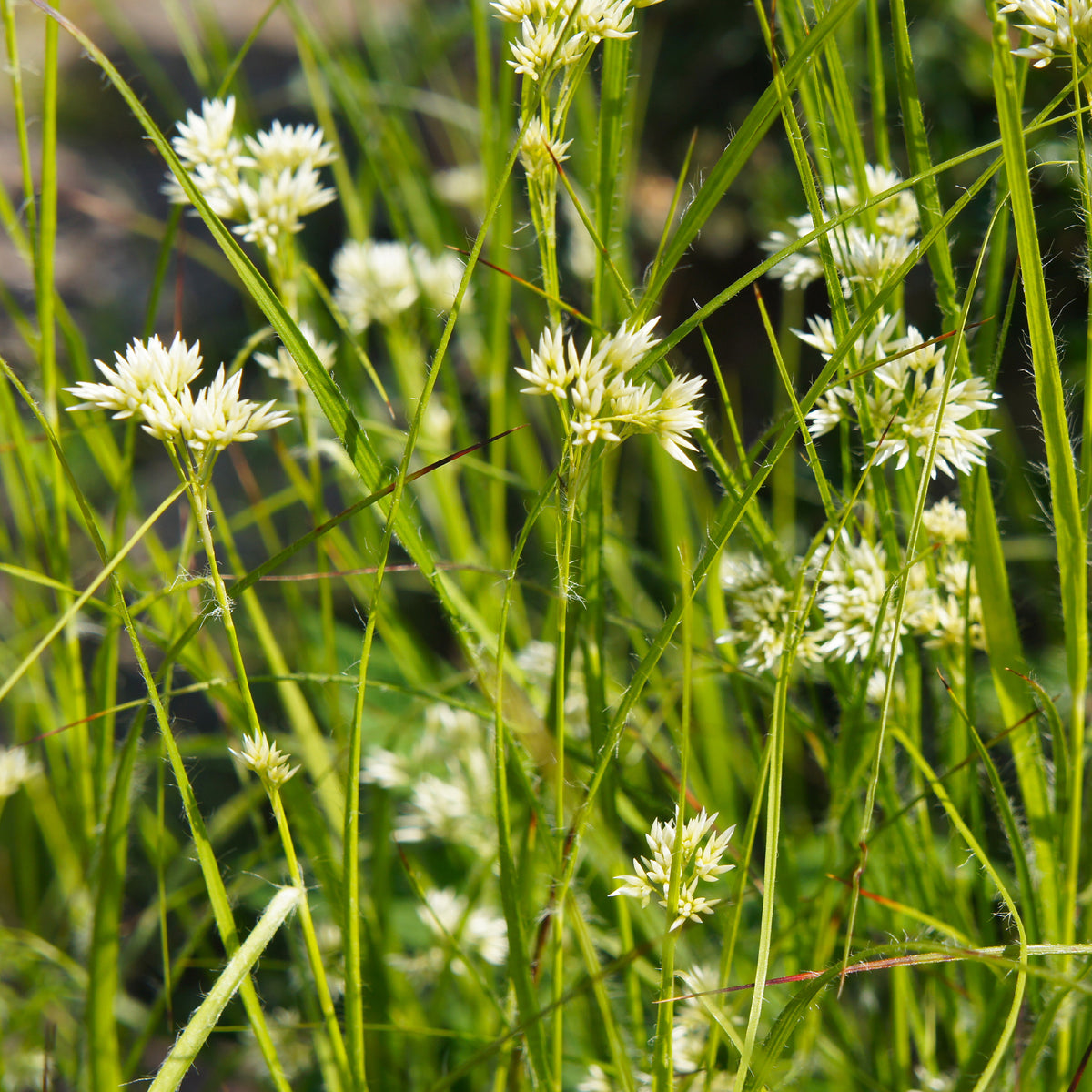 Luzula nivea - Veldbies - Siergrassen