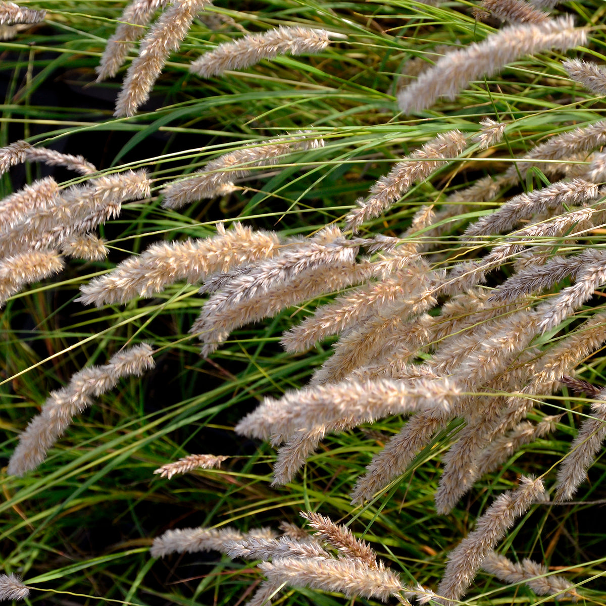 Melica ciliata - Parelgras - Siergrassen
