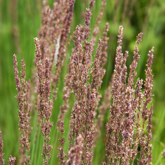 Pijpestrootje Moorhexe - Bakker