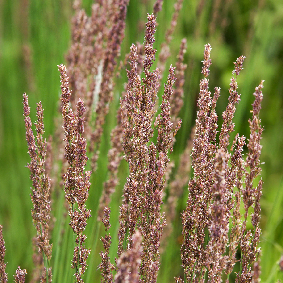 Pijpestrootje Moorhexe - Bakker