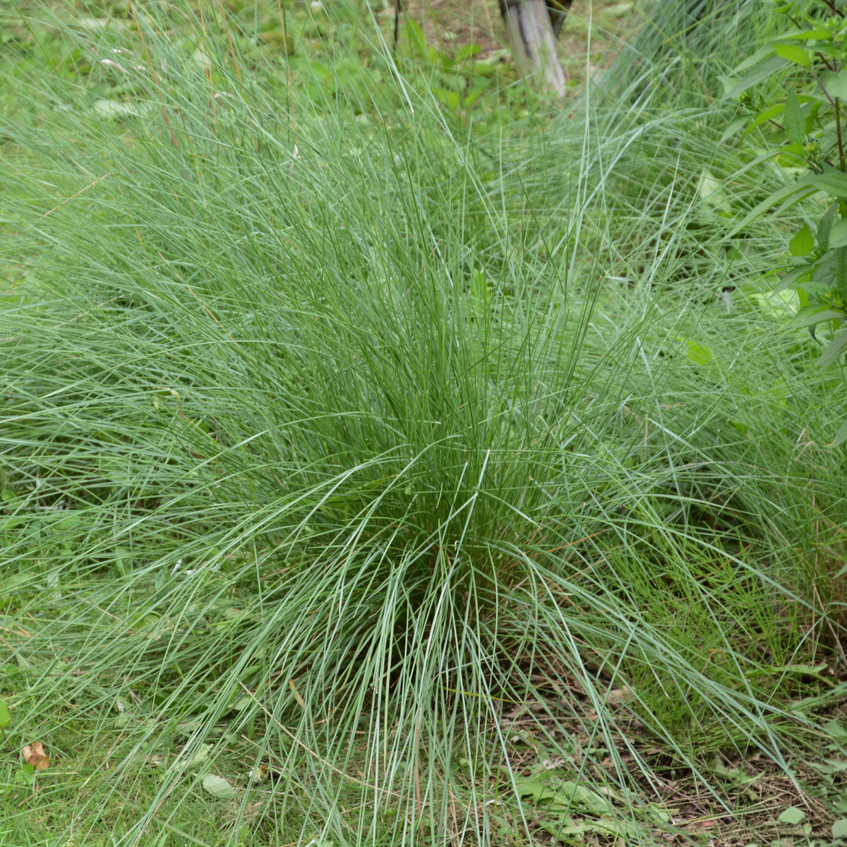 Muhlenbergia rigens - Muhlenbergia rigens - Bakker