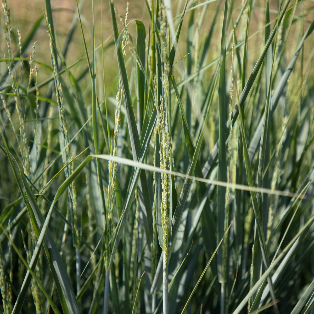 Vingergras - Panicum amarum - Bakker