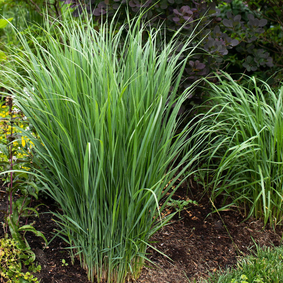 5 vaste planten voor bloemenweide - Panicum virgatum,Sesleria autumnalis, Allium sphaerocephalon,Veronicastrum virginicum, Sanguisorba officinalis - Bakker