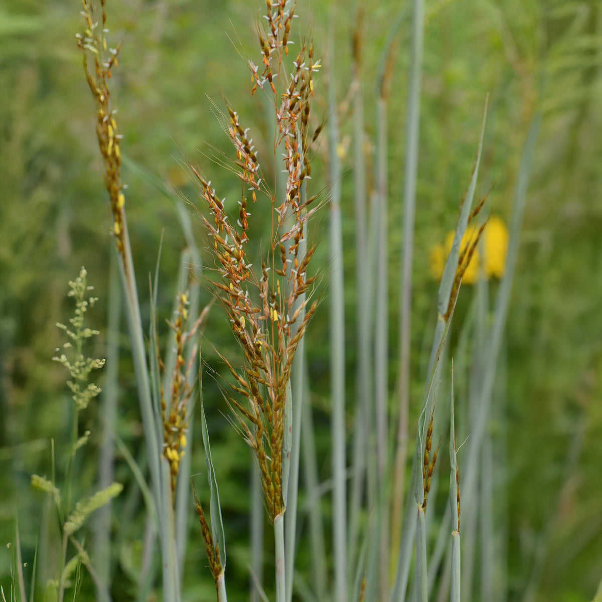 Goudbaardgras Indian Steel - Sorghastrum nutans Indian Steel - Bakker