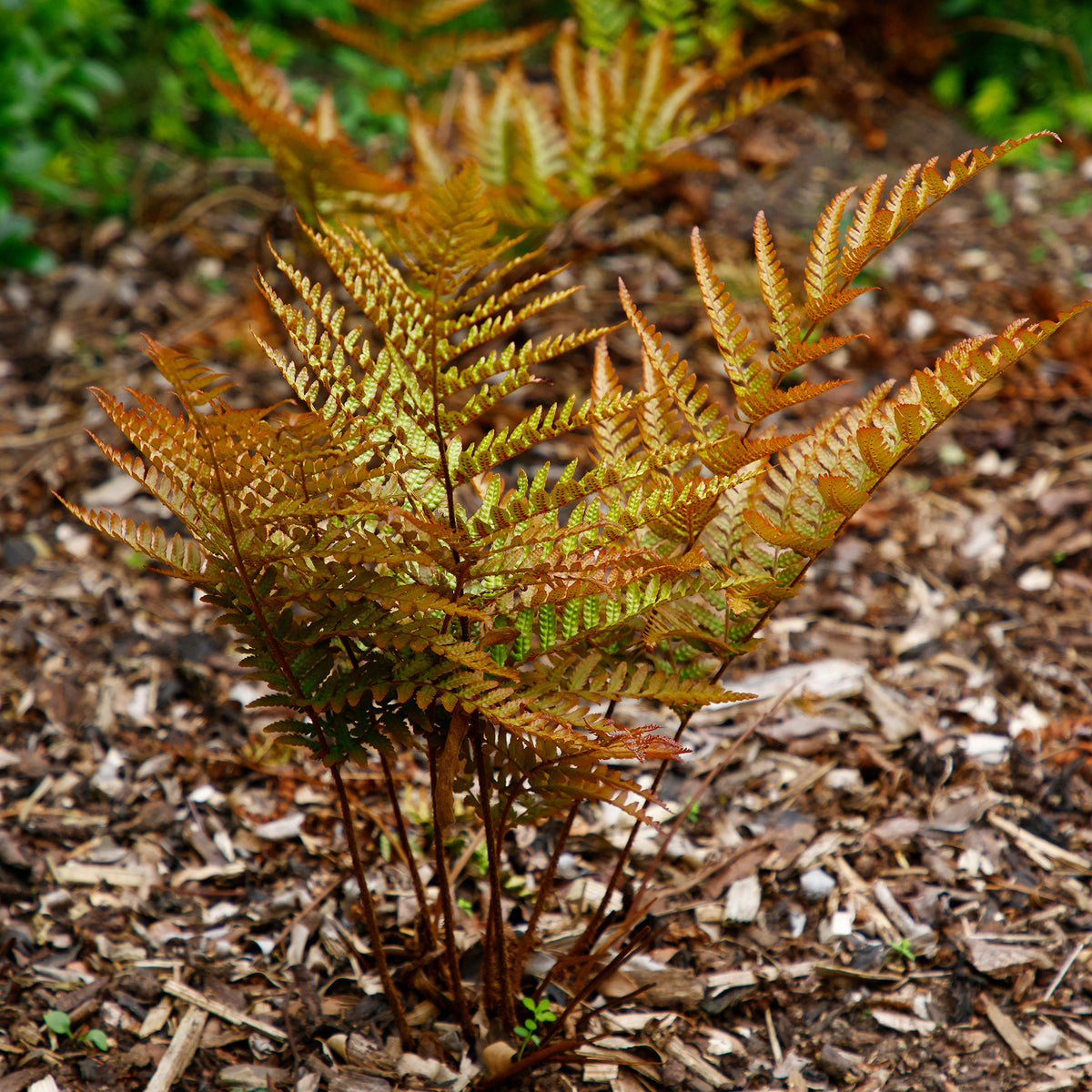 Roze Niervaren - Dryopteris erythrosora - Bakker