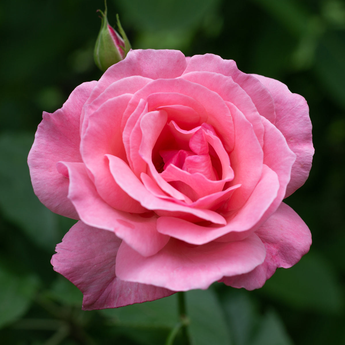 Rosa Queen Elisabeth - Roos 'Queen Elisabeth' - Rozen
