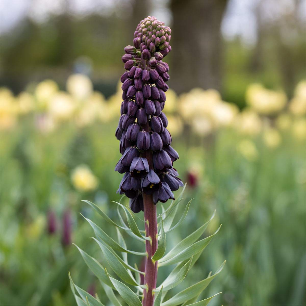 Verkoop Perzische keizerskroon - Fritillaria persica