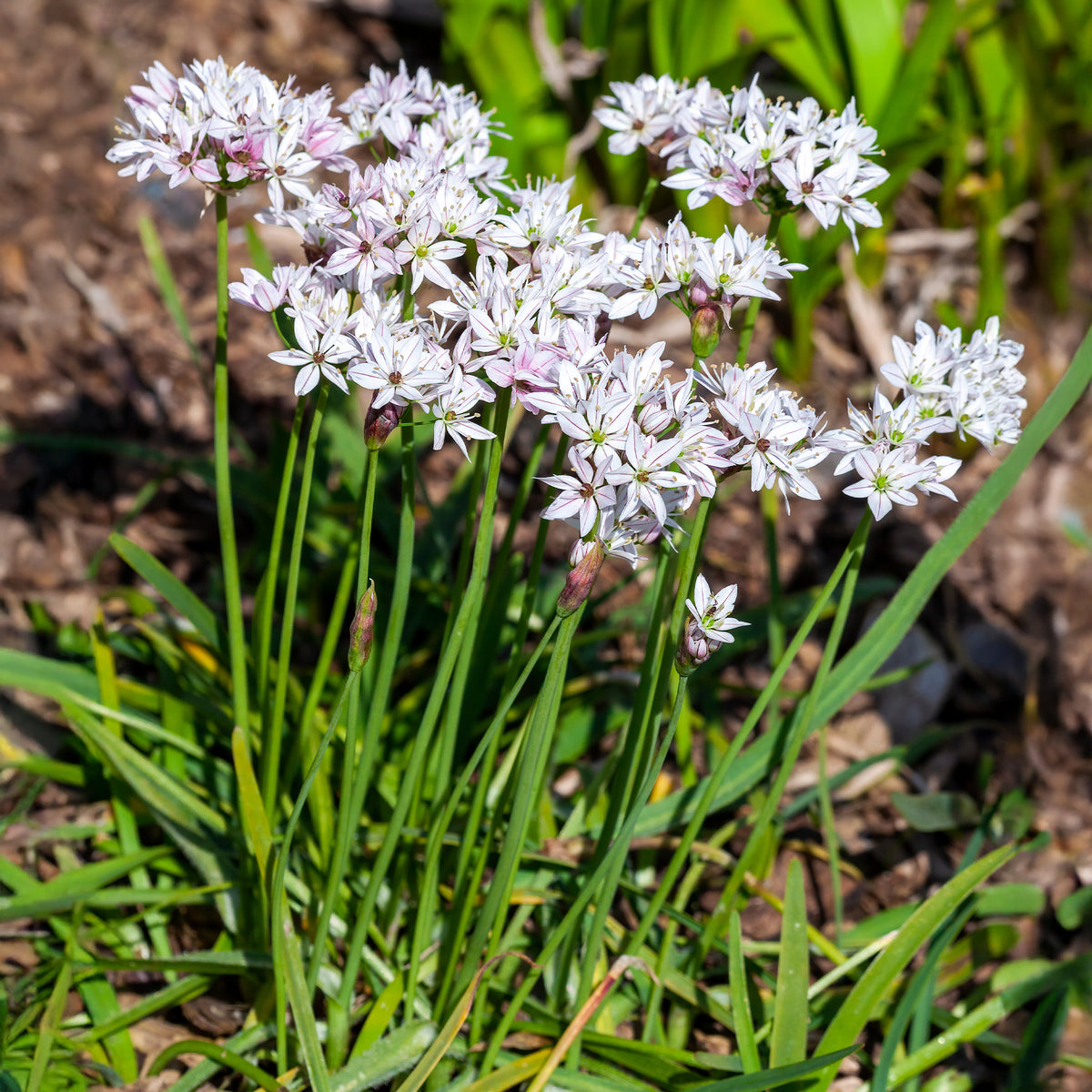 Allium - Allium Caméléon (x25) - Allium cameleon