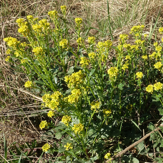 Tuinkers - meerjarig - Bakker