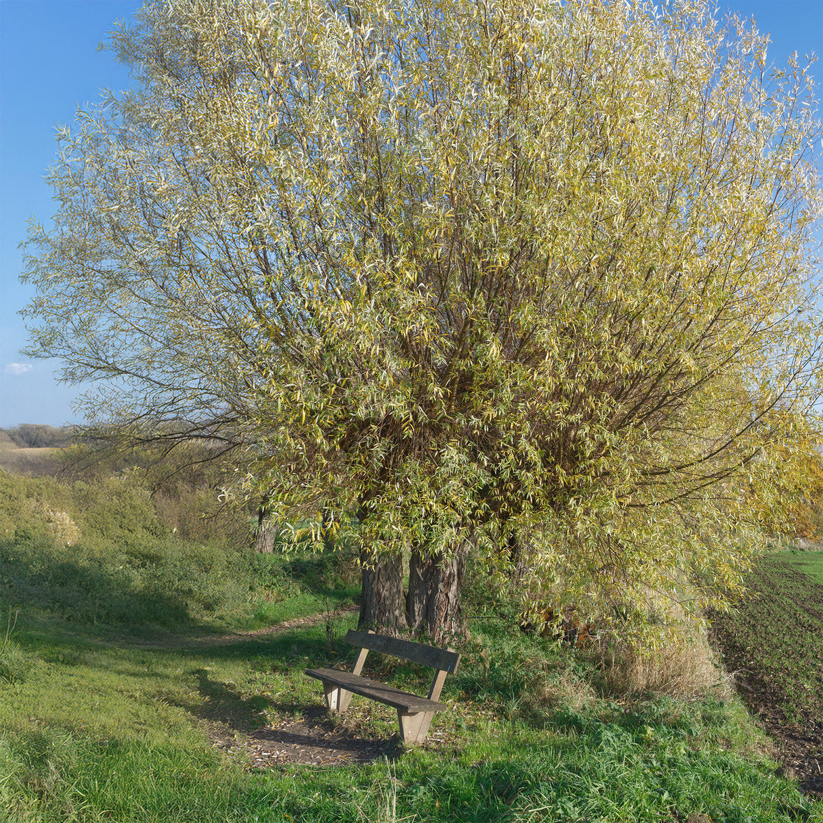 Salix alba - Schietwilg - Wilg