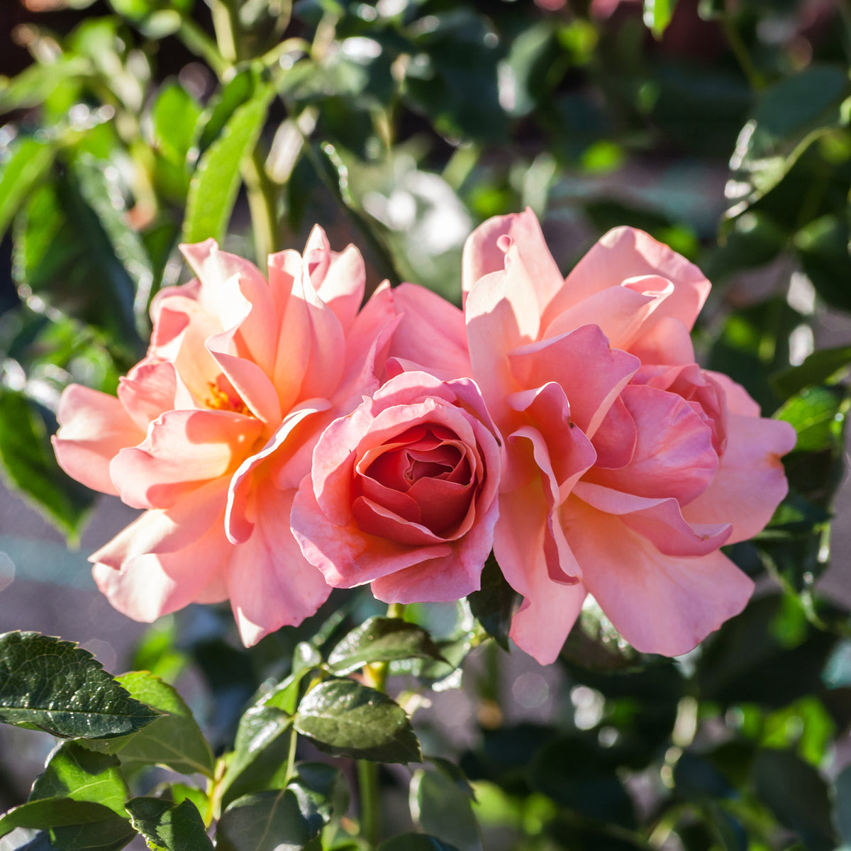 Rosa Aprikola ® - Roos 'Aprikola'® - Geurende rozen