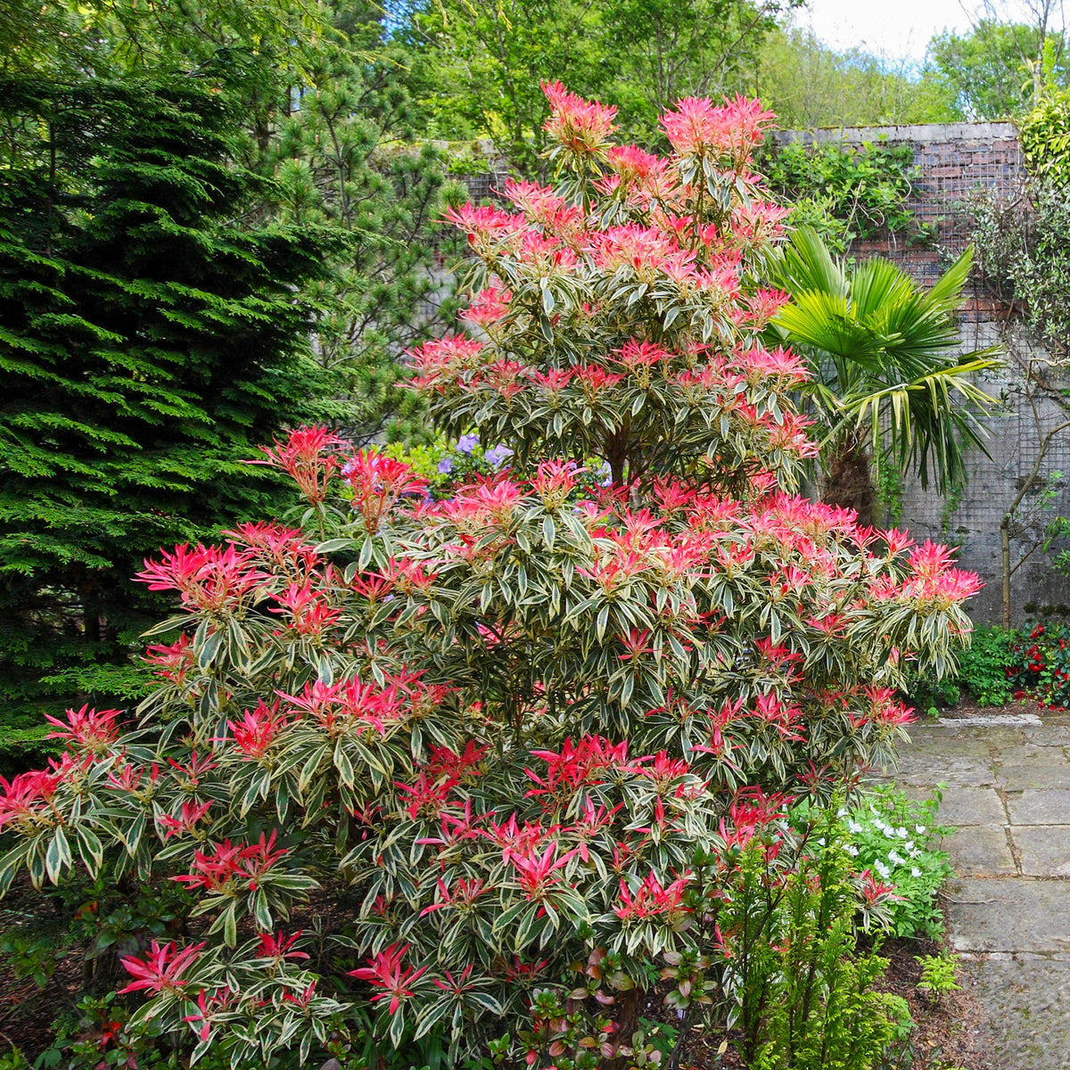 Rotsheide Flaming Silver - Pieris japonica Flaming Silver - Bakker