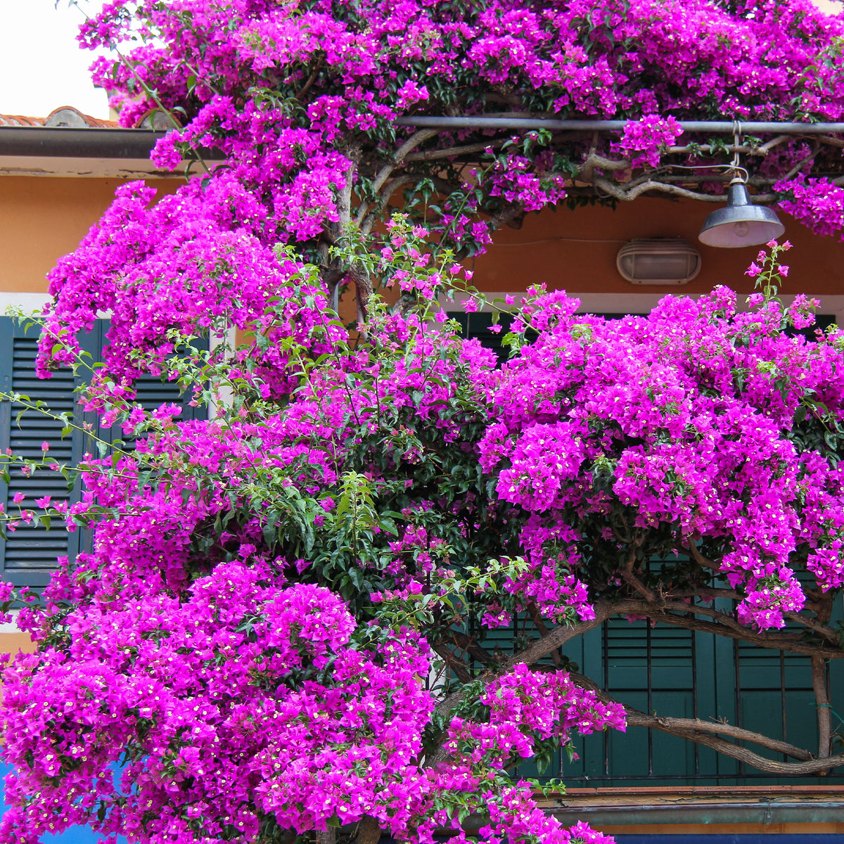 Verkoop Bougainville - paars - Bougainvillea purple
