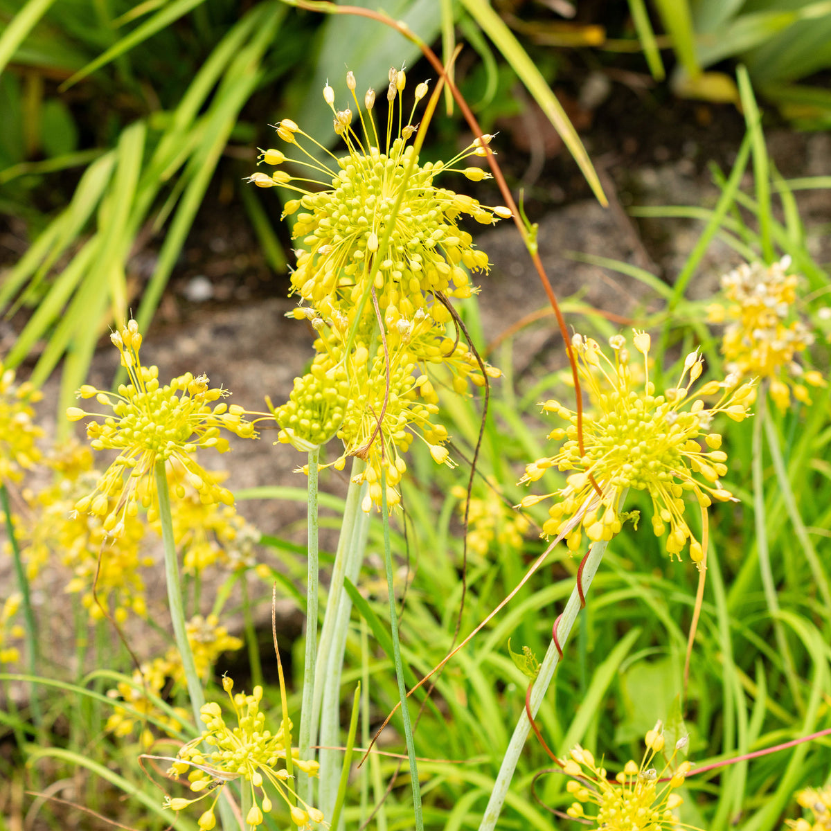 Vaste planten - Gele look - Allium flavum