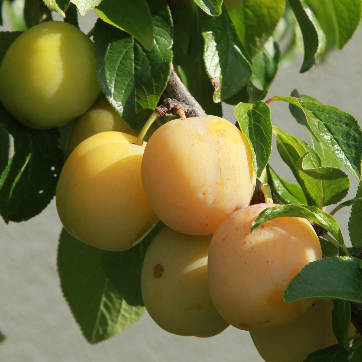 Prunus domestica reine-claude dorée - Pruimenboom 'Queen-Claude Golden' - Pruimenbomen