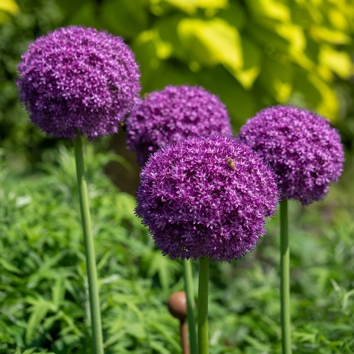 Sierui 'Gladiator'