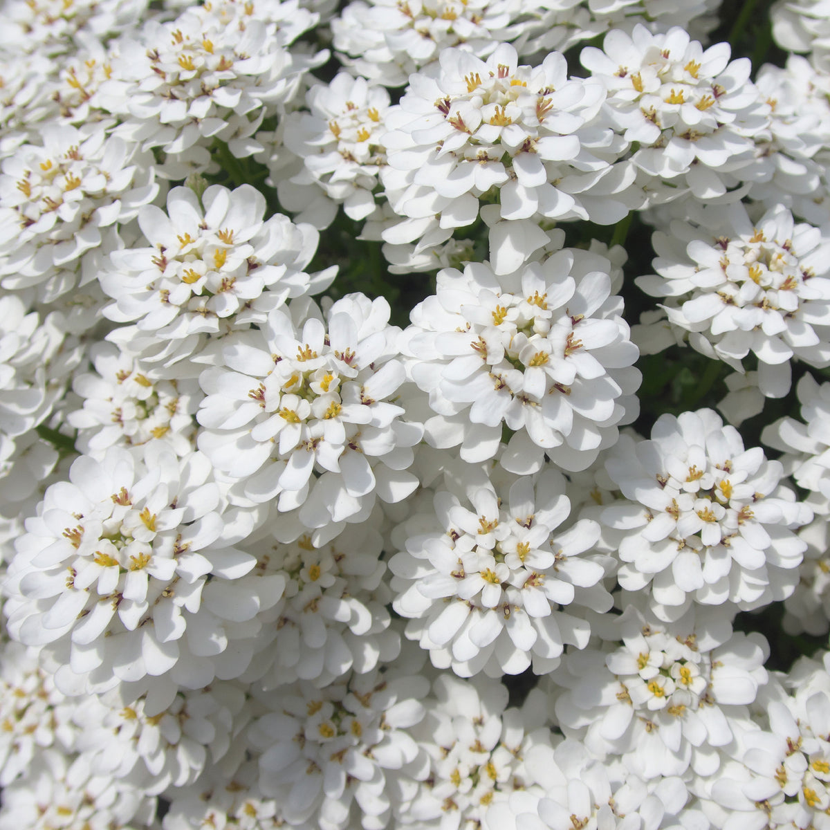 Scheefkelk 'Snowflake' - Iberis sempervirens 'snowflake' - Bakker