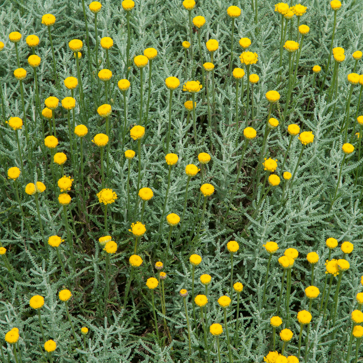 Vaste planten - Heiligenbloem - Santolina chamaecyparissus