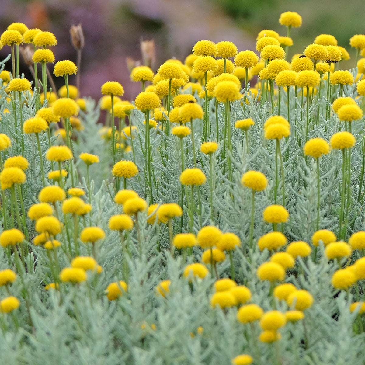 Heiligenbloem