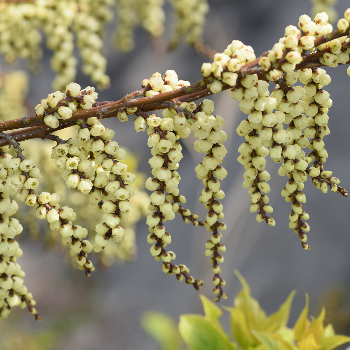 Verkoop Staartaar - Stachyurus chinensis Joy Forever