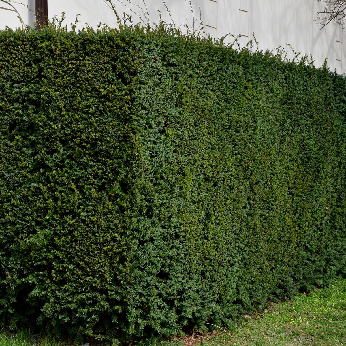 Haagheesters - Venijnboom - Taxus baccata