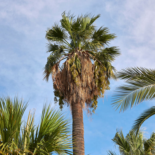 Californische palm - Bakker