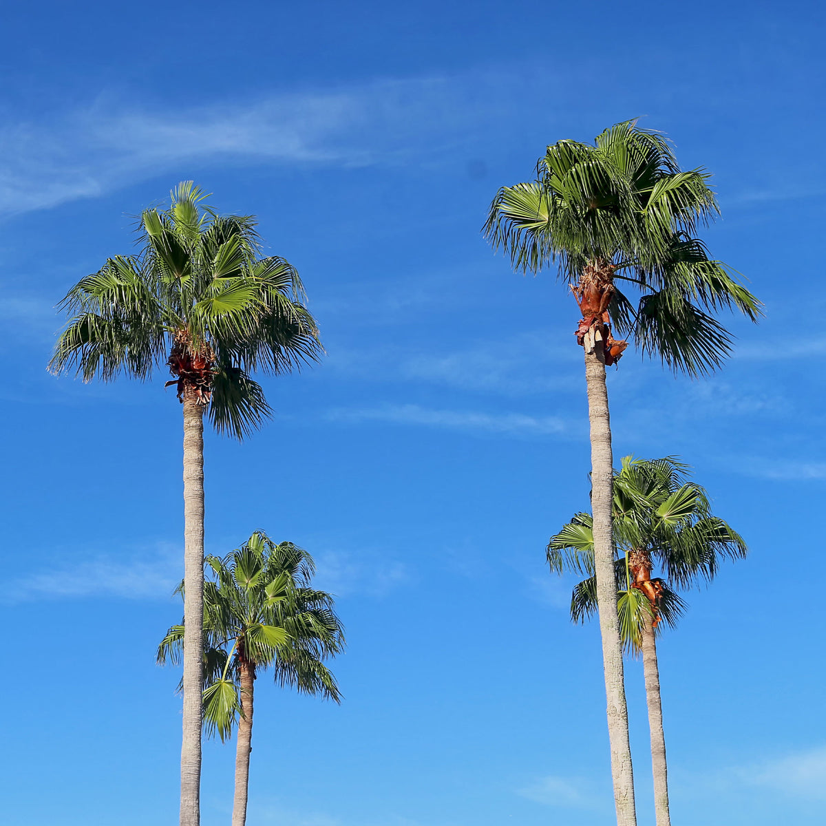 Washingtonia robusta - Mexicaanse waaierpalm - Palmen