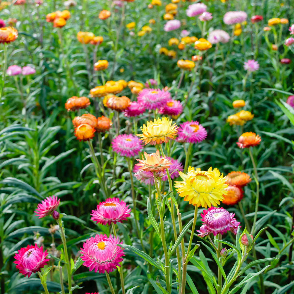 Xerochrysum bracteatum - Grootbloemige strobloem Mix - Bloemzaden voor perken en borders