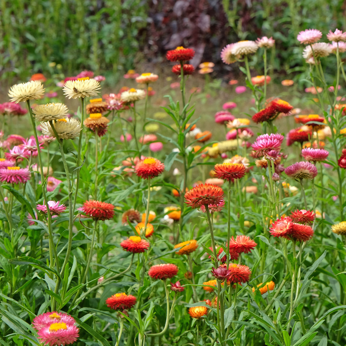 Grootbloemige strobloem Mix - Xerochrysum bracteatum - Bakker