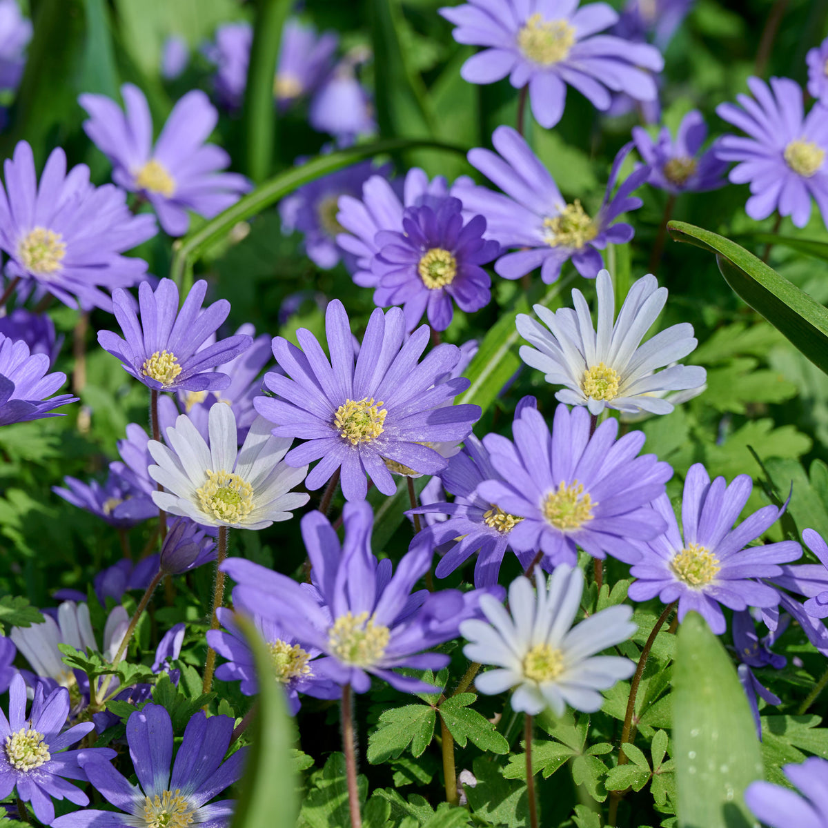 Anemone Blanda Blauw (x30) - Bakker