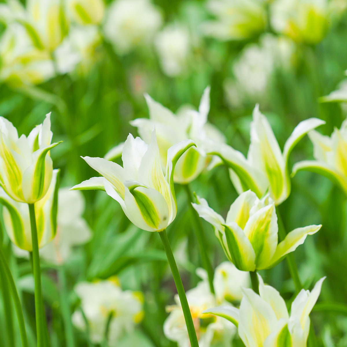 Tulipa greenstar - Leliebloemige tulpen 'Greenstar' (x10) - Tulpen