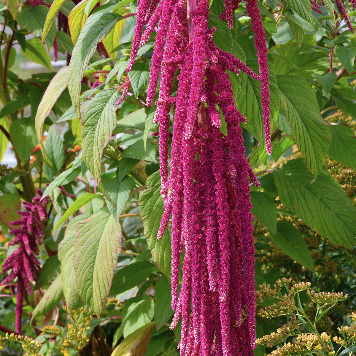 Amaranthus caudatus - Kattenstaartamarant - Eenjarige bloemzaden