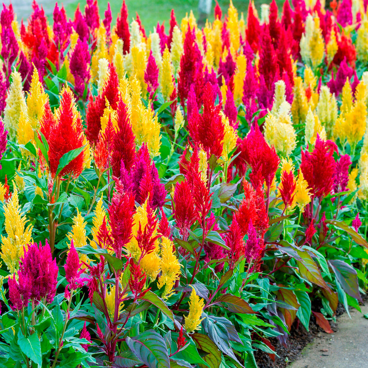 Celosia argentea plumosa - Plumosa Mix - Terras en balkon