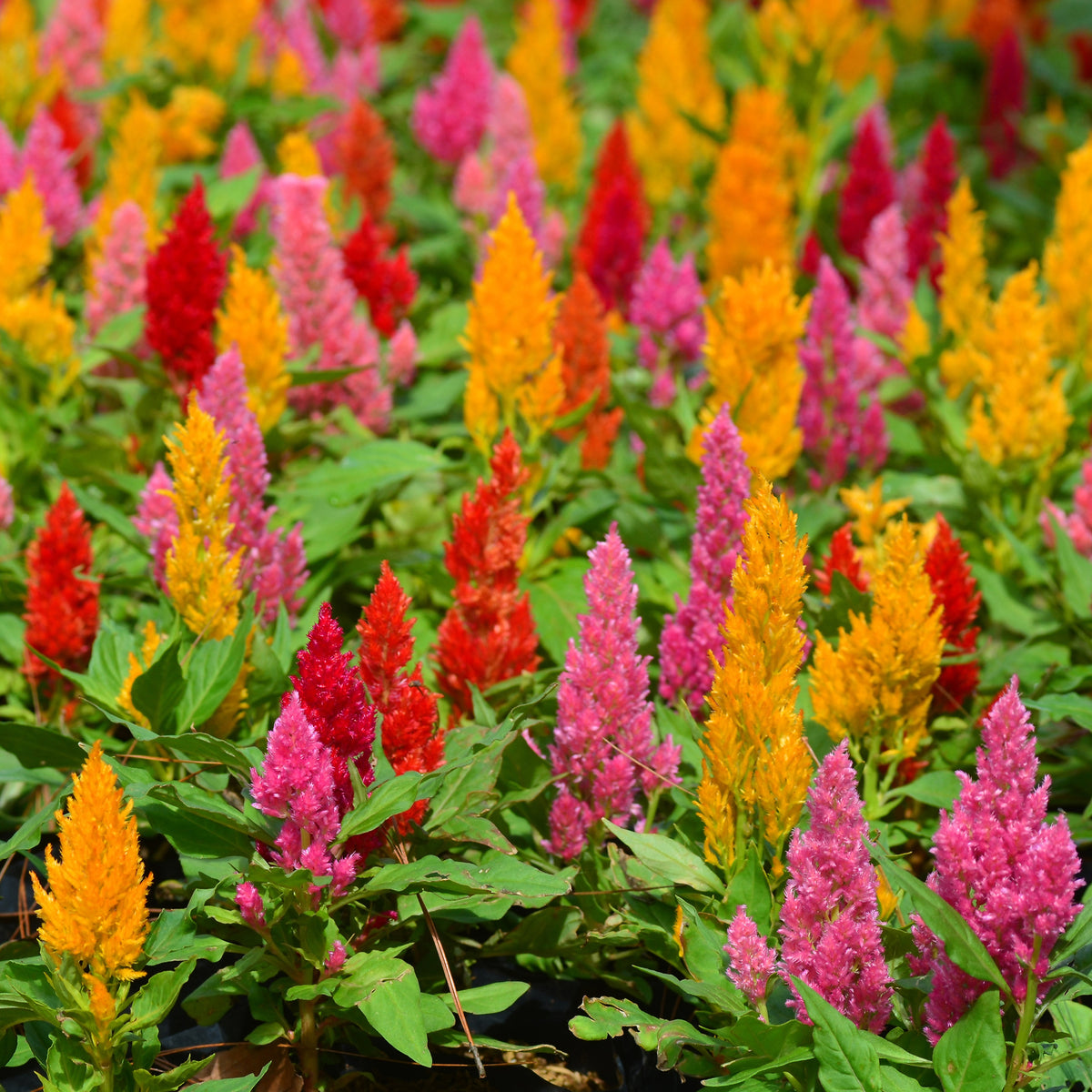 Terras en balkon - Plumosa Mix - Celosia argentea plumosa