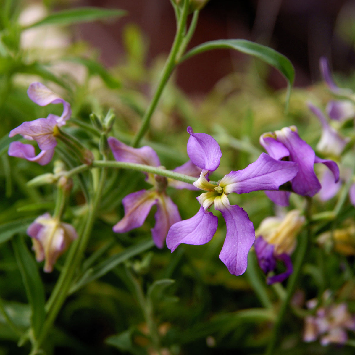 Violier Mix 'Scensation' - Matthiola longipetala bicornis - Bakker