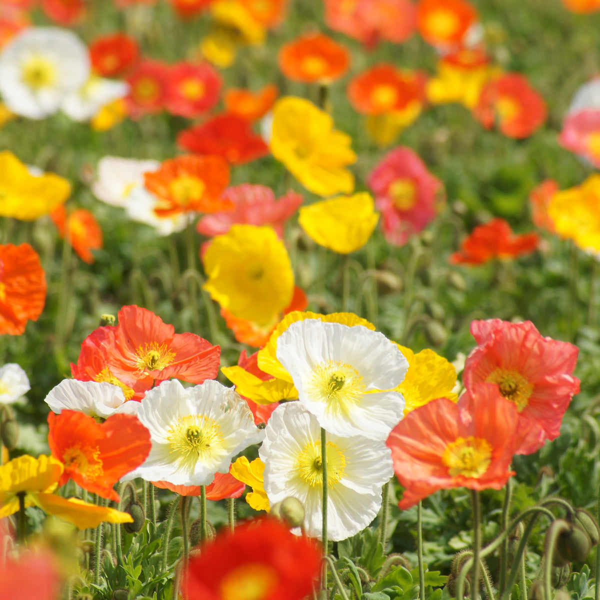 Terras en balkon - Klaproos Mix 'Artist's Glory' - Papaver nudicaule