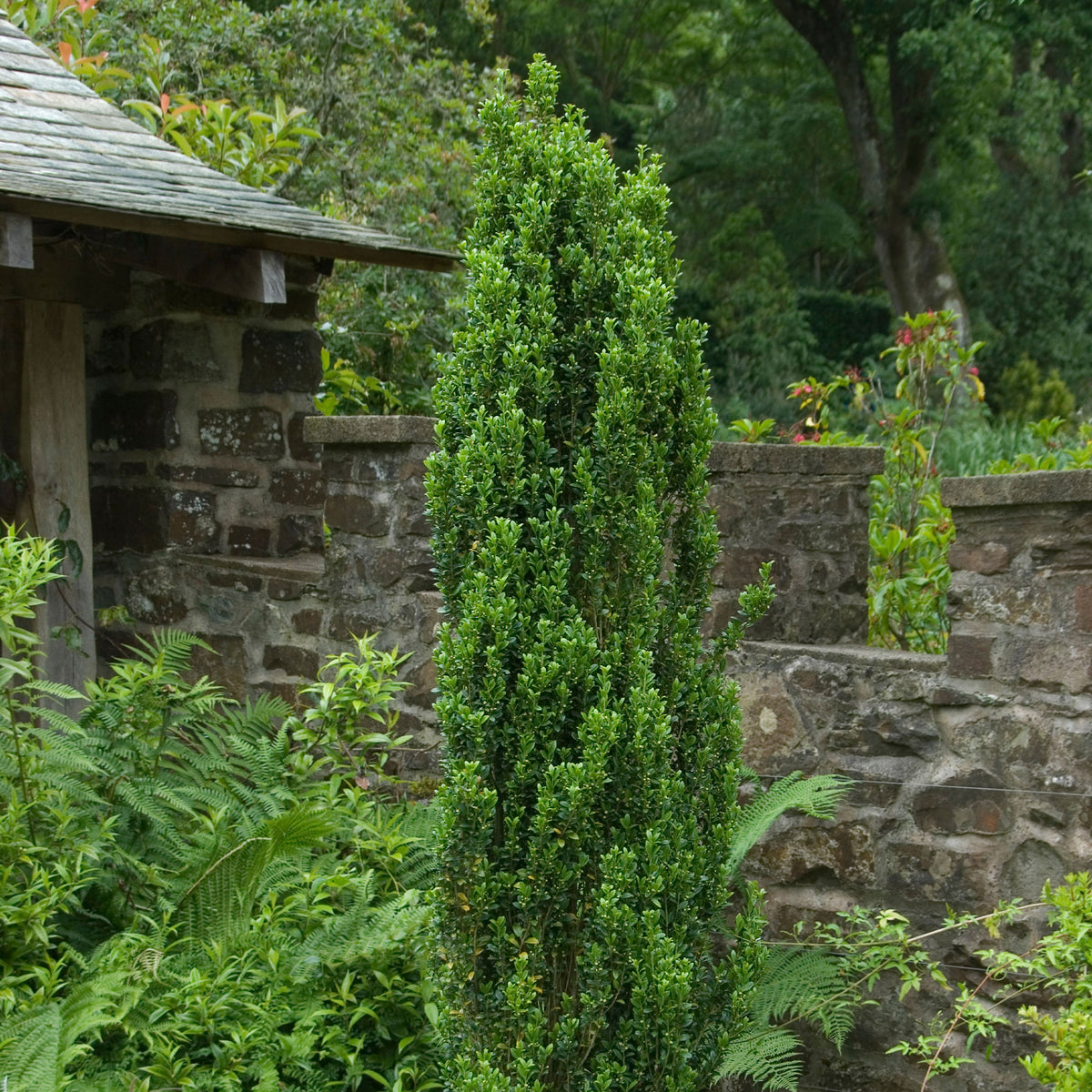 Japanse hulst 'Fastigiata' - Ilex crenata fastigiata - Bakker